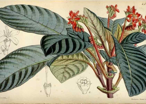 Reproducción/Reproduction 8240538309: Curtis's botanical magazine.. London ;New York [etc.] :Academic Press [etc.]