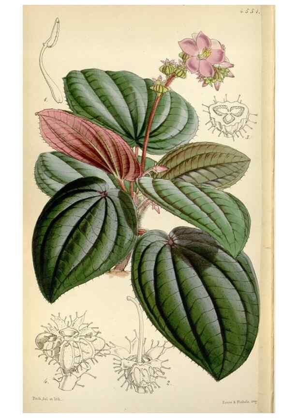 Reproducción/Reproduction 8240556307: Curtis's botanical magazine.. London ;New York [etc.] :Academic Press [etc.]