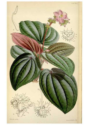 Reproducción/Reproduction 8240556307: Curtis's botanical magazine.. London ;New York [etc.] :Academic Press [etc.]