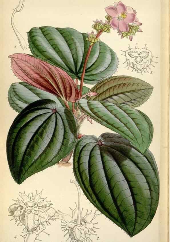 Reproducción/Reproduction 8240556307: Curtis's botanical magazine.. London ;New York [etc.] :Academic Press [etc.]