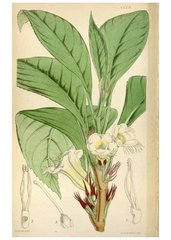 Reproducción/Reproduction 8240557237: Curtis's botanical magazine.. London ;New York [etc.] :Academic Press [etc.]