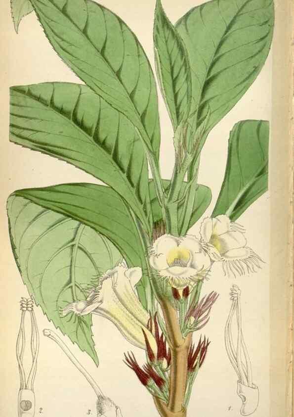 Reproducción/Reproduction 8240557237: Curtis's botanical magazine.. London ;New York [etc.] :Academic Press [etc.]
