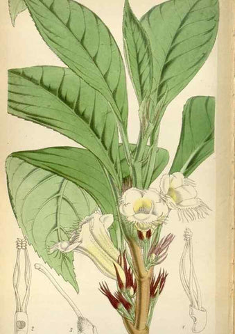 Reproducción/Reproduction 8240557237: Curtis's botanical magazine.. London ;New York [etc.] :Academic Press [etc.]