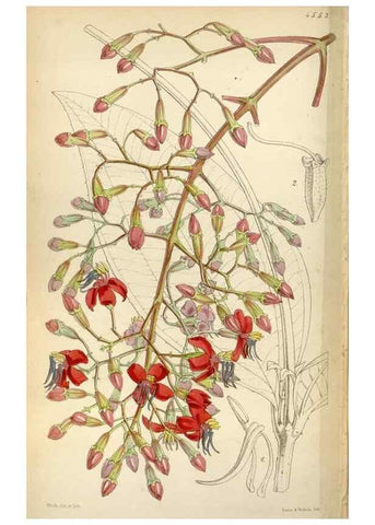 Reproducción/Reproduction 8240558087: Curtis's botanical magazine.. London ;New York [etc.] :Academic Press [etc.]