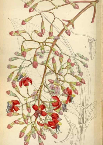 Reproducción/Reproduction 8240558087: Curtis's botanical magazine.. London ;New York [etc.] :Academic Press [etc.]