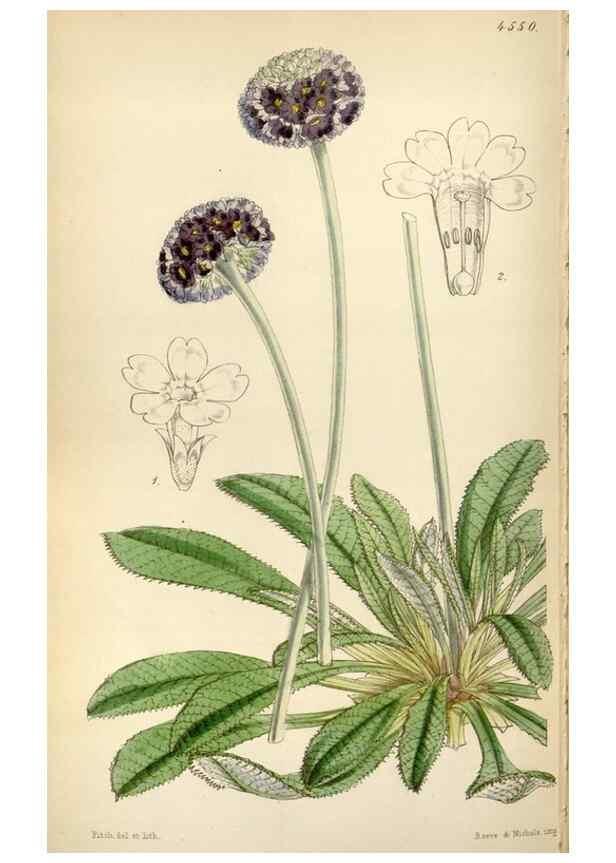 Reproducción/Reproduction 8241623494: Curtis's botanical magazine.. London ;New York [etc.] :Academic Press [etc.]