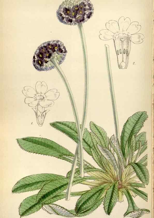 Reproducción/Reproduction 8241623494: Curtis's botanical magazine.. London ;New York [etc.] :Academic Press [etc.]