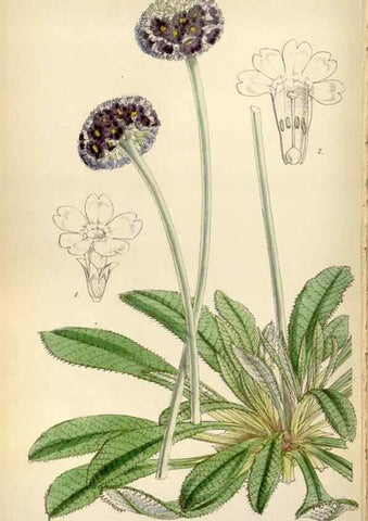 Reproducción/Reproduction 8241623494: Curtis's botanical magazine.. London ;New York [etc.] :Academic Press [etc.]