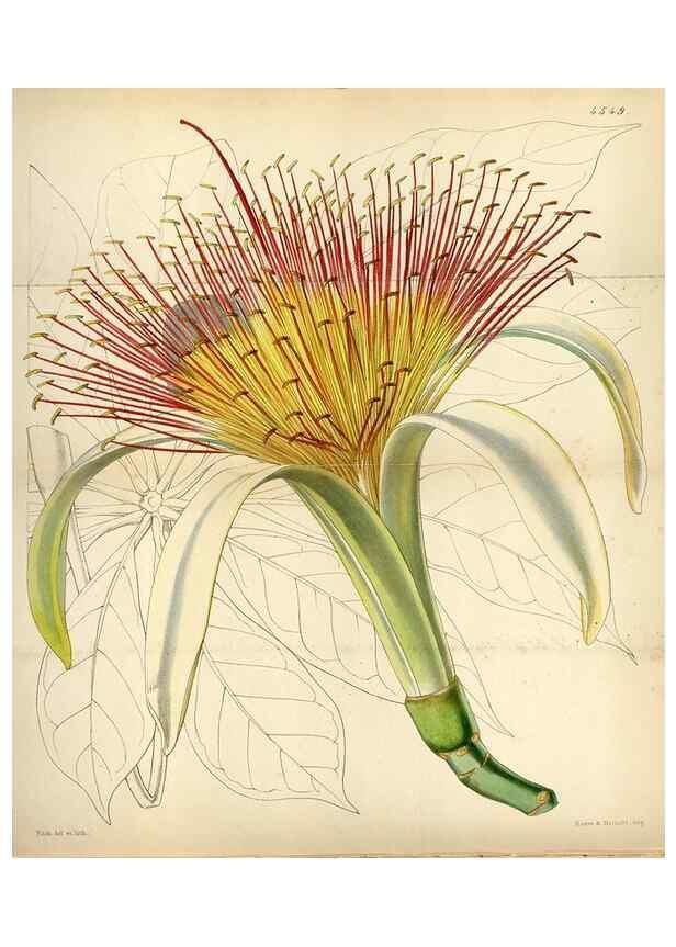 Reproducción/Reproduction 8240553051: Curtis's botanical magazine.. London ;New York [etc.] :Academic Press [etc.]