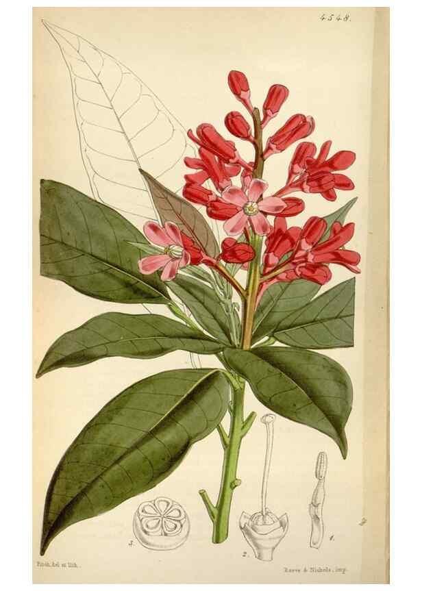 Reproducción/Reproduction 8240552609: Curtis's botanical magazine.. London ;New York [etc.] :Academic Press [etc.]