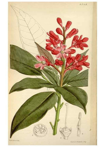Reproducción/Reproduction 8240552609: Curtis's botanical magazine.. London ;New York [etc.] :Academic Press [etc.]