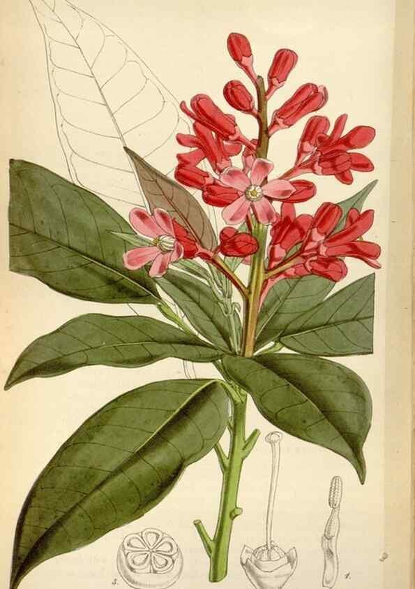 Reproducción/Reproduction 8240552609: Curtis's botanical magazine.. London ;New York [etc.] :Academic Press [etc.]