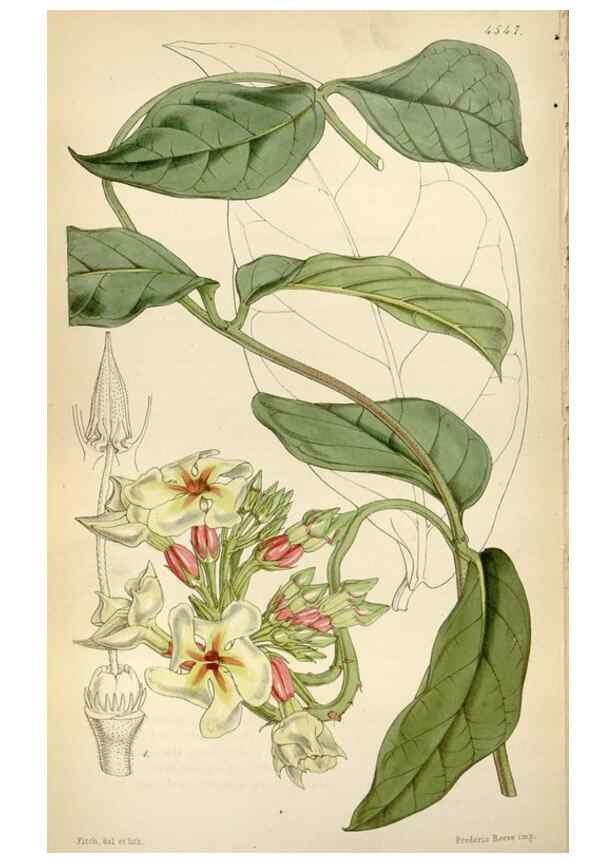 Reproducción/Reproduction 8241620802: Curtis's botanical magazine.. London ;New York [etc.] :Academic Press [etc.]