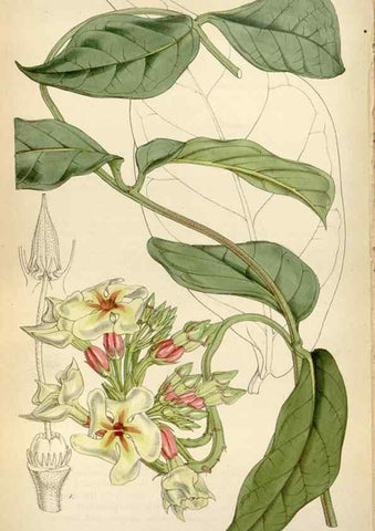 Reproducción/Reproduction 8241620802: Curtis's botanical magazine.. London ;New York [etc.] :Academic Press [etc.]