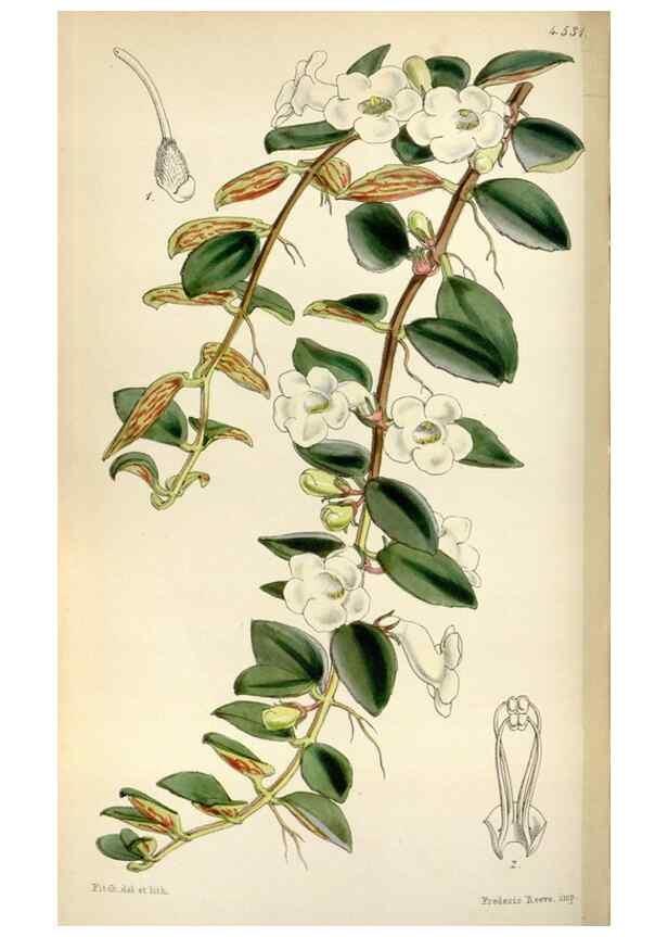 Reproducción/Reproduction 8241607842: Curtis's botanical magazine.. London ;New York [etc.] :Academic Press [etc.]