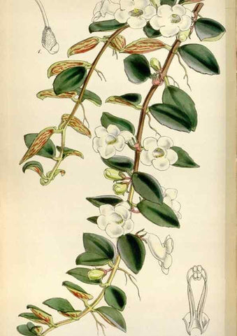 Reproducción/Reproduction 8241607842: Curtis's botanical magazine.. London ;New York [etc.] :Academic Press [etc.]