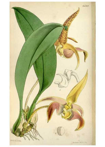 Reproducción/Reproduction 8240539419: Curtis's botanical magazine.. London ;New York [etc.] :Academic Press [etc.]