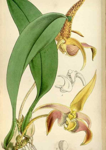 Reproducción/Reproduction 8240539419: Curtis's botanical magazine.. London ;New York [etc.] :Academic Press [etc.]