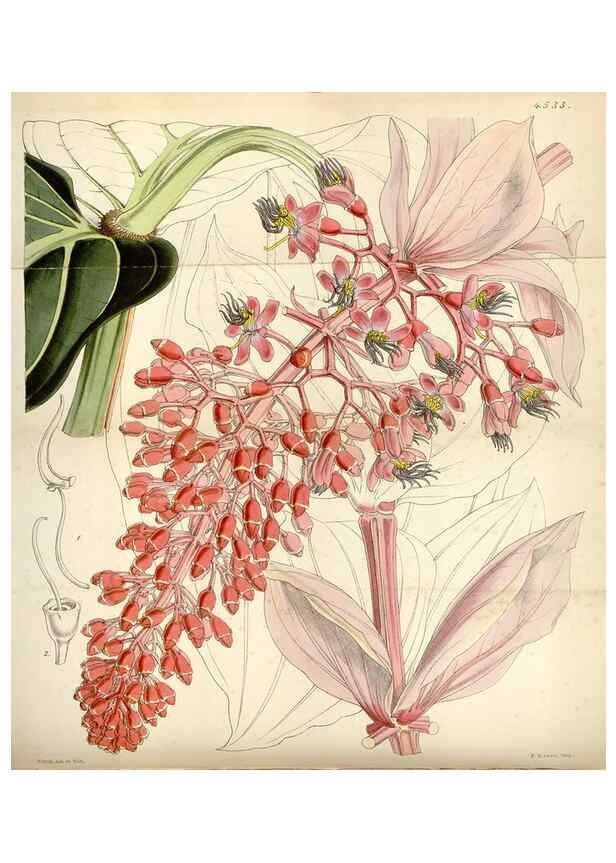 Reproducción/Reproduction 8241608878: Curtis's botanical magazine.. London ;New York [etc.] :Academic Press [etc.]