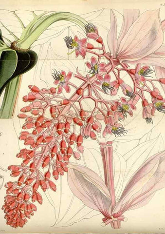 Reproducción/Reproduction 8241608878: Curtis's botanical magazine.. London ;New York [etc.] :Academic Press [etc.]