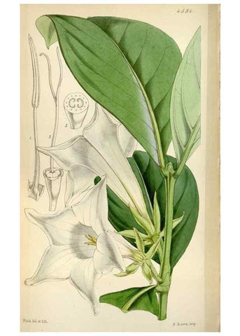 Reproducción/Reproduction 8241609788: Curtis's botanical magazine.. London ;New York [etc.] :Academic Press [etc.]
