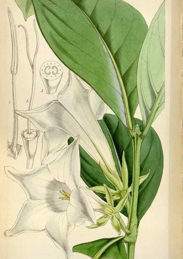 Reproducción/Reproduction 8241609788: Curtis's botanical magazine.. London ;New York [etc.] :Academic Press [etc.]