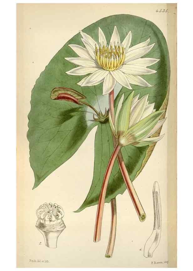 Reproducción/Reproduction 8240541405: Curtis's botanical magazine.. London ;New York [etc.] :Academic Press [etc.]