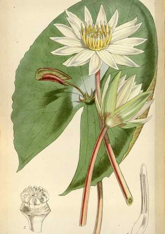 Reproducción/Reproduction 8240541405: Curtis's botanical magazine.. London ;New York [etc.] :Academic Press [etc.]