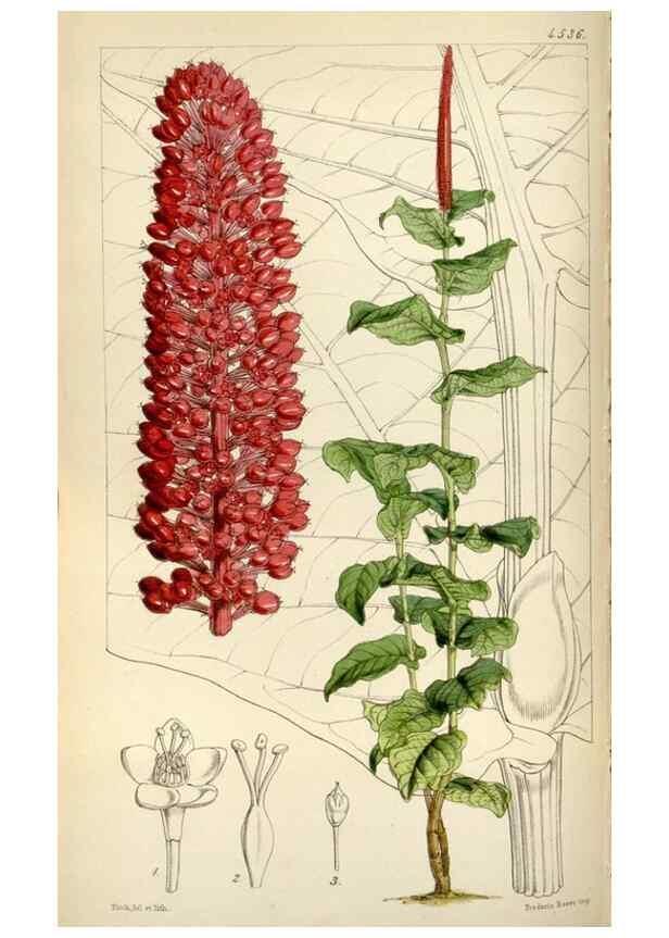 Reproducción/Reproduction 8241610986: Curtis's botanical magazine.. London ;New York [etc.] :Academic Press [etc.]