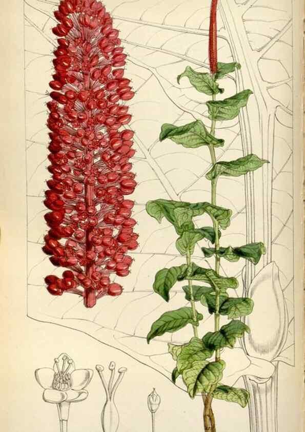 Reproducción/Reproduction 8241610986: Curtis's botanical magazine.. London ;New York [etc.] :Academic Press [etc.]