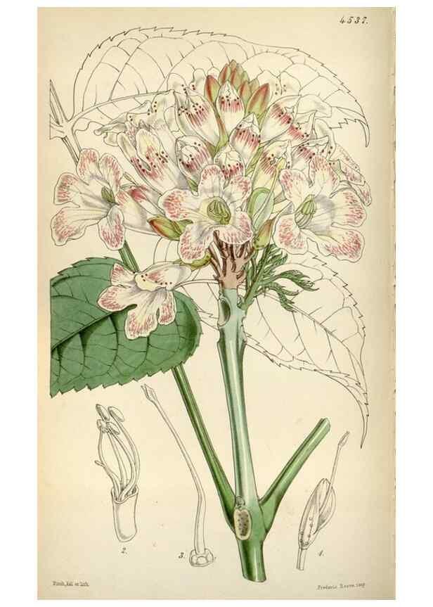 Reproducción/Reproduction 8241611634: Curtis's botanical magazine.. London ;New York [etc.] :Academic Press [etc.]