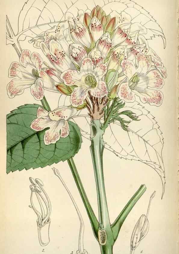 Reproducción/Reproduction 8241611634: Curtis's botanical magazine.. London ;New York [etc.] :Academic Press [etc.]