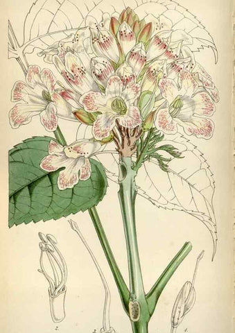 Reproducción/Reproduction 8241611634: Curtis's botanical magazine.. London ;New York [etc.] :Academic Press [etc.]