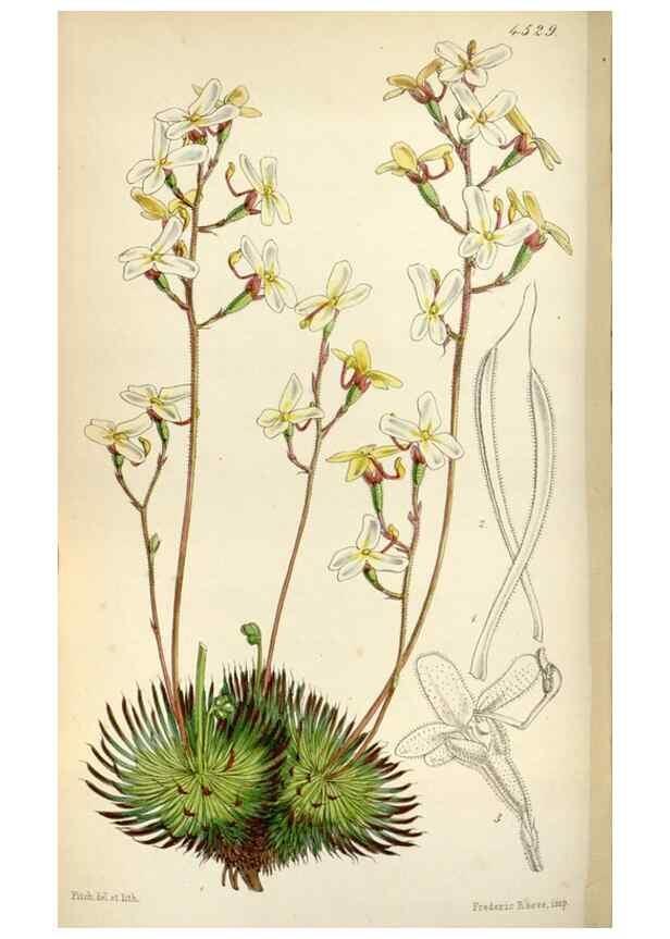 Reproducción/Reproduction 8240537913: Curtis's botanical magazine.. London ;New York [etc.] :Academic Press [etc.]