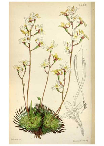 Reproducción/Reproduction 8240537913: Curtis's botanical magazine.. London ;New York [etc.] :Academic Press [etc.]