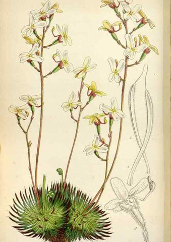 Reproducción/Reproduction 8240537913: Curtis's botanical magazine.. London ;New York [etc.] :Academic Press [etc.]