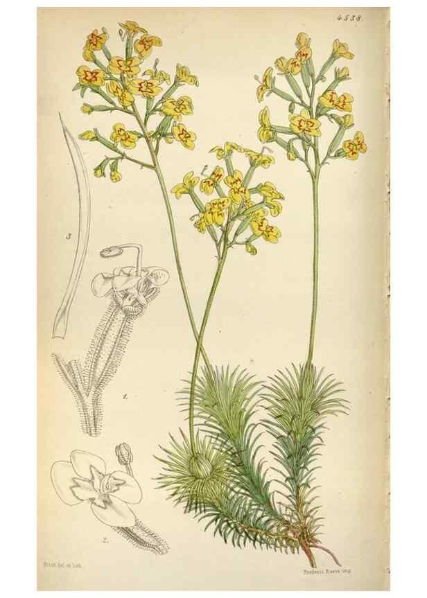 Reproducción/Reproduction 8241612364: Curtis's botanical magazine.. London ;New York [etc.] :Academic Press [etc.]
