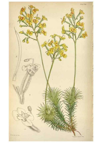Reproducción/Reproduction 8241612364: Curtis's botanical magazine.. London ;New York [etc.] :Academic Press [etc.]
