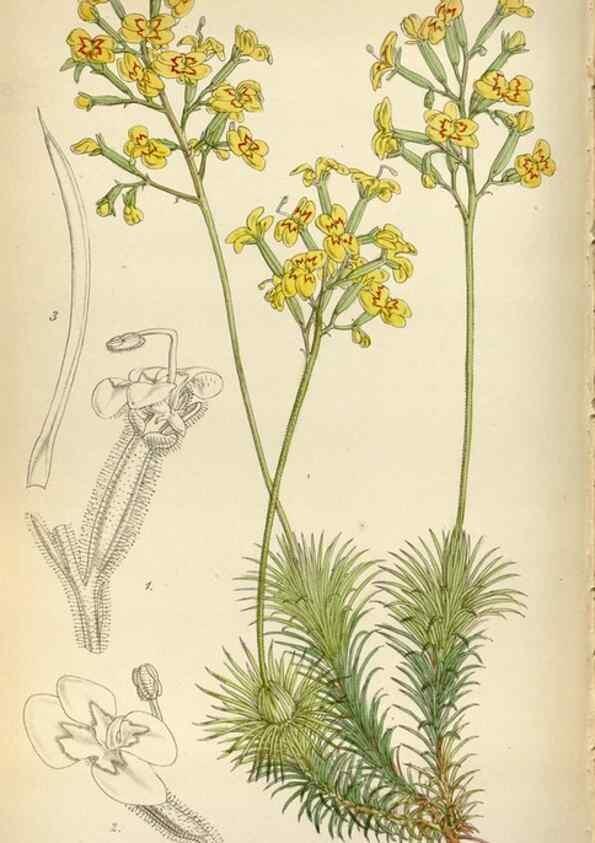 Reproducción/Reproduction 8241612364: Curtis's botanical magazine.. London ;New York [etc.] :Academic Press [etc.]