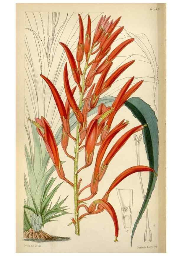 Reproducción/Reproduction 8241614100: Curtis's botanical magazine.. London ;New York [etc.] :Academic Press [etc.]