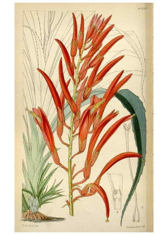Reproducción/Reproduction 8241614100: Curtis's botanical magazine.. London ;New York [etc.] :Academic Press [etc.]