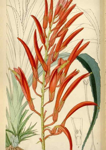 Reproducción/Reproduction 8241614100: Curtis's botanical magazine.. London ;New York [etc.] :Academic Press [etc.]