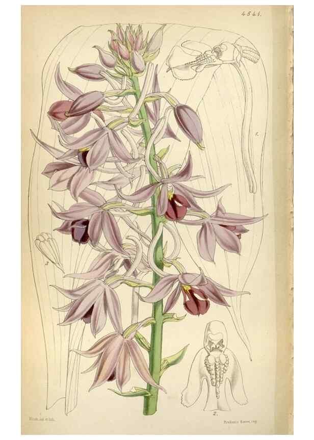 Reproducción/Reproduction 8241614794: Curtis's botanical magazine.. London ;New York [etc.] :Academic Press [etc.]