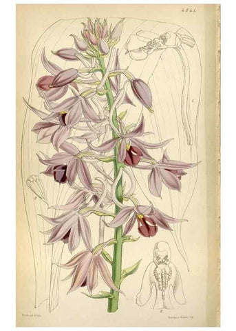 Reproducción/Reproduction 8241614794: Curtis's botanical magazine.. London ;New York [etc.] :Academic Press [etc.]