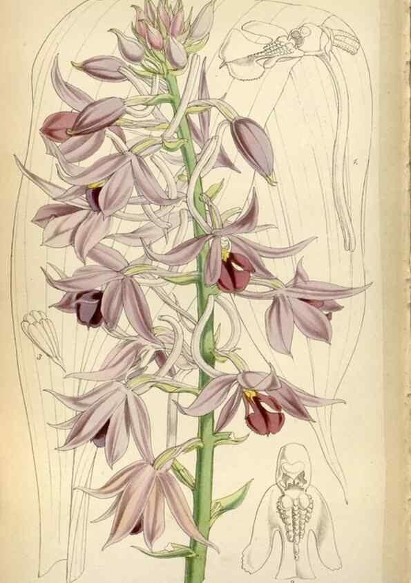 Reproducción/Reproduction 8241614794: Curtis's botanical magazine.. London ;New York [etc.] :Academic Press [etc.]