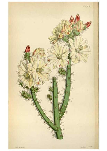 Reproducción/Reproduction 8240546513: Curtis's botanical magazine.. London ;New York [etc.] :Academic Press [etc.]