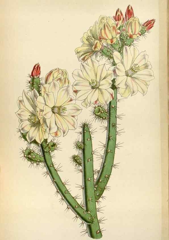 Reproducción/Reproduction 8240546513: Curtis's botanical magazine.. London ;New York [etc.] :Academic Press [etc.]