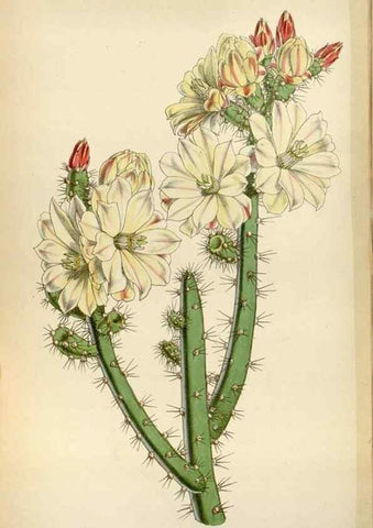 Reproducción/Reproduction 8240546513: Curtis's botanical magazine.. London ;New York [etc.] :Academic Press [etc.]