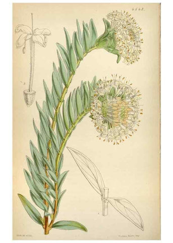 Reproducción/Reproduction 8240547317: Curtis's botanical magazine.. London ;New York [etc.] :Academic Press [etc.]