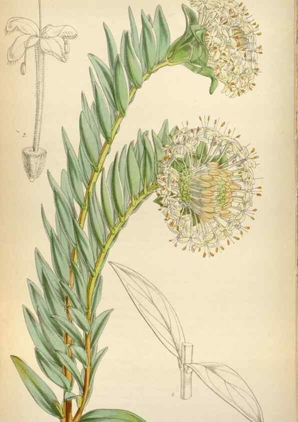 Reproducción/Reproduction 8240547317: Curtis's botanical magazine.. London ;New York [etc.] :Academic Press [etc.]